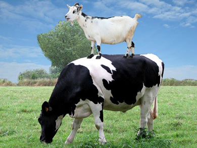 Lactate de Vaca Versus Lactate de Capra. Ce Alegem Pentru Copiii Nostri?